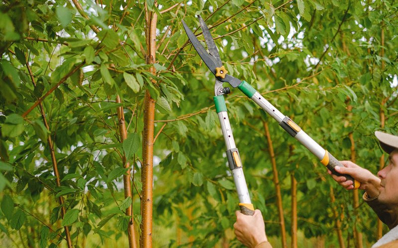Tree trimming in Ohiowa, NE